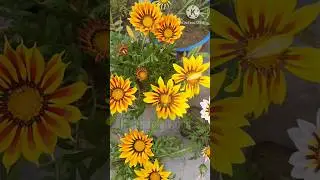 Gazania Flower Variety || Beautiful Gazania Flowers