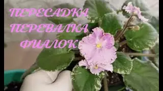 Как правильно пересадить стартеры фиалок и многое дpугое...