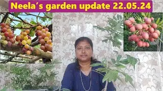 Baikonur, cardinal, strawberry grapes & All season, white, pink, ping pong, elephant longan