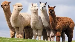 Alpaca Squad В сижке.