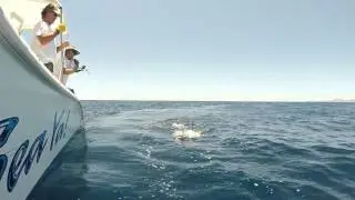 Trevor's First Marlin on Sea Ya!