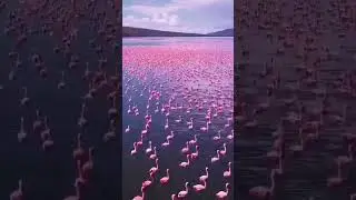 Flamingo paradise in lake Nakuru national park with kensai safaris#flamingoes#birds #exol