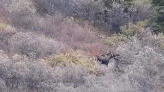 Moose {  Javorszarvas