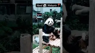 Panda vibes only 🐼 #panda #cutepanda #bamboo  #travel#kaulalumpur #malaysia #10kviews