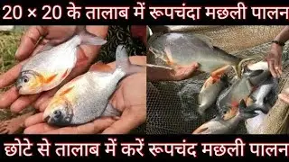 रूपचंद मछली पालन की संपूर्ण जानकारी ।। छोटे तालाब में ऐसे करें पालन ।। Roopchanda Fish Farming