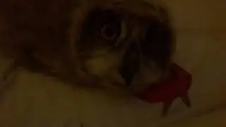 12 часов, время отдыха :3/12 hours, rest time:3