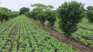 Efficient Farm Management : Intercropping 