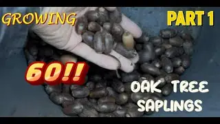 Как вырастить 60 саженцев дуба из семян (часть 1)