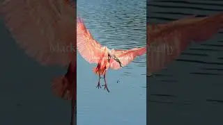 Rate this birds landing. 1-10? Beautiful roseate spoonbill 16x slow motion landing. #bird #wildlife