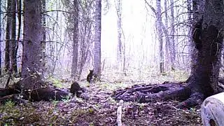 Black bear sow with cubs