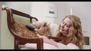 Signs of depression in cat