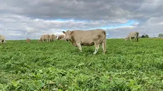 Du trèfle d'Alexandrie pour ces dames : Arnaud mène les vaches au pré en sifflant.