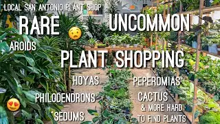 So Many Rare Hoyas & Aroids! Local Plant Shop! Rare/Uncommon Plant Shopping! Tillage 🪴Plant Store