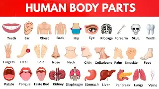 Human Body Parts with Functions | English Vocabulary for Beginners | Learnify English