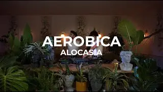 Pumping House in the jungle by @aerobicamusic  Dj Set at Casa Sanz - Alocasia TV Santiago