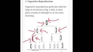 Range of reproductive structures in Bacillareophyceae (Diatoms)//Algae//B.Sc. Botany Lectures
