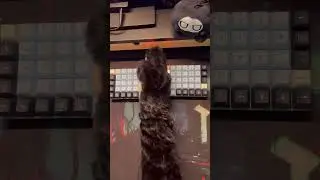 How to make a #splitkeyboard #furries #furry #splitkb #preonic #oblk