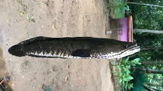 Varal pidutham Kerala 2 _ Snake head fishing 🎣