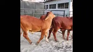 Five month old Red Brahman Calf