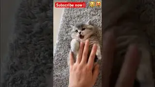 Cute kitten playing with hands😻😽 #trending #funny #cute #shorts