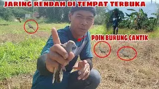 Jaring rendah di tempat terbuka ‼️poin burung cantik