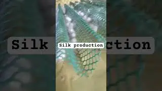 Ready to harvest na ang silk