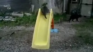 New Funny Animal Videos Cute Kittens And Cats On A Slides Compilation