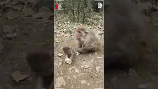 Baby monkey kako eating fruit but hurt by other monkey || Monkey life in natural || SRKH Monkey