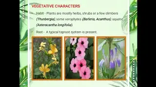 B.Sc.Sem-3(Botany)Family-Acanthaceae//Vegetative characters//Floral Characters//Economic importance