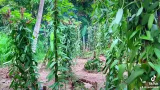 Green Plantation