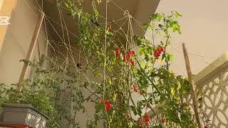 Dubai. My little friends! 