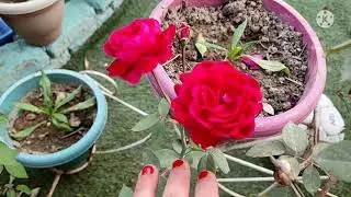 Very little information for winter rose plant !! solankis garden