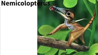 The Smallest Pterosaur: Nemicolopterus