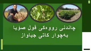 Evaluation the influence planting date & maturity group on yield & seed quality of Soybean -2