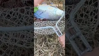Amazing Big Fish caught.