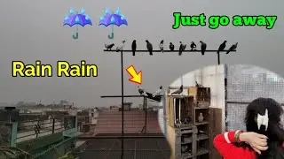 Bahut tezz barish agyi || pigeon house clean kar diya || 🌊