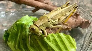 Grasshopper Pooping | Grasshopper Eating Lettuce | Grasshopper Jumping