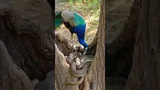 The Ultimate Animal Showdown: Cobra vs. Peacock