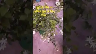 #juhi ,Jasmine plant care tips for getting more flowers 🌸