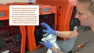 Best Practices for Transporting or Relocating Cats