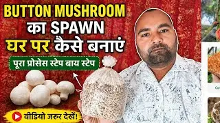 1️⃣ Button Mushroom Spawn Kaise Banaye | Purane Spawn Se Naya Spawn Tayyar | Full Process Hindi