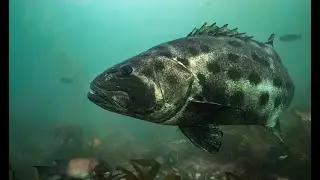 Spatial ecology of the Giant Sea Bass, Stereolepis gigas, in a southern California kelp forest