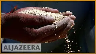 Bolivia's superfood crop seen as means for food security