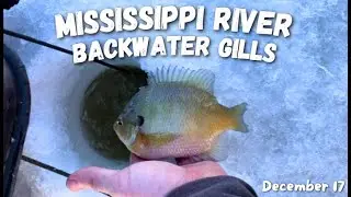 Mississippi River BACKWATER Gills | SEARCHING for EARLY ICE Gills!