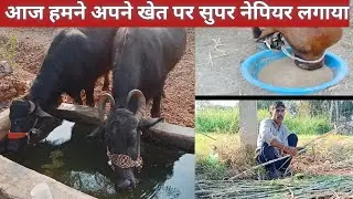 पशुओं के लिए आज हमने आपने खेत पर  सुपर नेपियर लगाया Today we applied Super Napier on your farm 