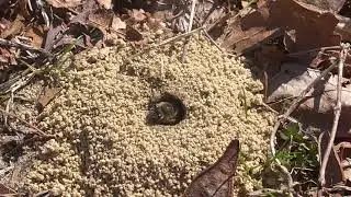 Customer's Backyard Heavily Infested with Digger Bees