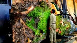 AMAZING DISCOVERY! The Hidden Beauty of a Rare Log Finally Revealed at Sawmill