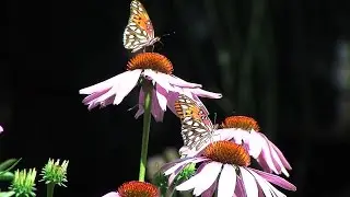 The Gift of a Garden
