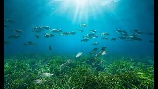 Shipping in the Marine Environment  &ndash; Del 2