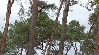 Noisy ravens in the pine tops.